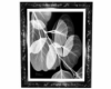 Blk&White Art x-ray