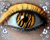 Eyes Tiger ☺