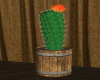 SC Cactus in Barrel