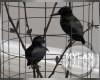 ~M~ | Raven Birds