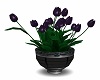 Potted Purple Tulips 