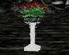 [KL] Black rose flowers