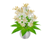 Lilies white