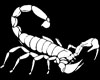 Scorpion Tatoo