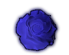 Cobalt Beauty Rose