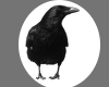 Transparent Crow Sticker