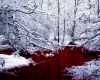 Winter Blood
