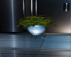 Phoenix Fern