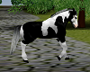 oreo riding horse
