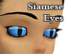Siamese Eyes