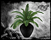 [SS] Sorrow Potted Palm