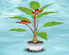 [m58]Plant carbuncle /s