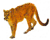 Mountain Lion (cougar)