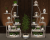 Shelves Plants