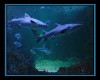Radio Player Cave Sharks