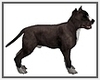 Pitbull Dog Animated
