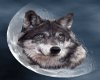 {TFB} Wolf Moon Tee