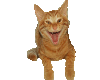 Smiling kitty