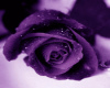 Purple rose tee