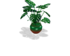 Melon Monstera plant