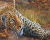🐆 Leopard Pet