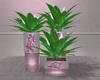 plants pink v