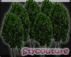 Greenville Trees