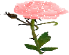 pink animated rose