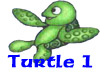 Baby Turtle 1