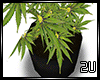 2u Marijuana Plant