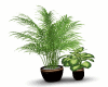 Plantas esclusiva