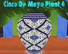 Cinco De Mayo Plant 4