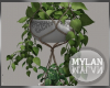 ~M~ | Hanging Plants