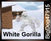 [BD] White Gorilla