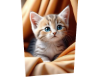 T, Cat Lovers 7