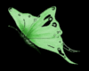Lime butterfly {R}