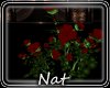 NT  Always Roses