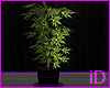 iD: Flow Plant
