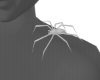 Expancive White Spider