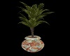 Egyptian Potted Palm