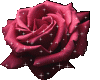color rose