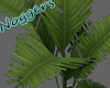 Palmera Plant