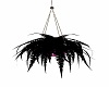 Black Hanging fern 