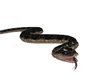 pet snake/tiggers
