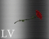 =LV= Red rose