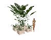 Washingtonian Tree/Plant