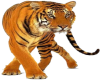 *WT* Bengal Tiger