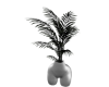 planta sexy