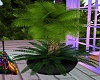 Big Potted Plant