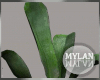 ~M~ | Plant